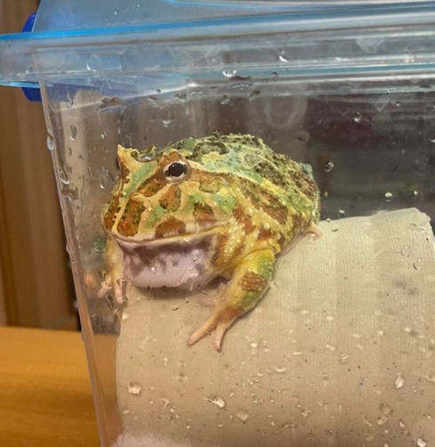 入江聖奈のカエル愛まとめ!カエルだらけの私生活やインスタを紹介